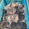 Hastelloy C2000 Seamless Pipe Fittings Elbow Nickel Alloy Steel China Manufacturer